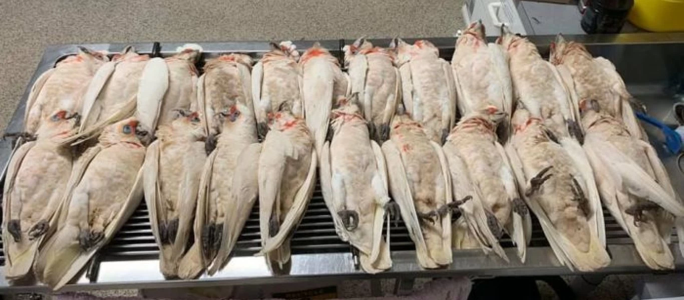 Αυστραλία: Bρέθηκαν νεκροί πάνω από 60 κακατούηδες - Έβγαζαν αίμα από το στόμα τους